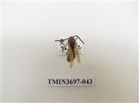 藏品(膜翅目(蜂))的圖片